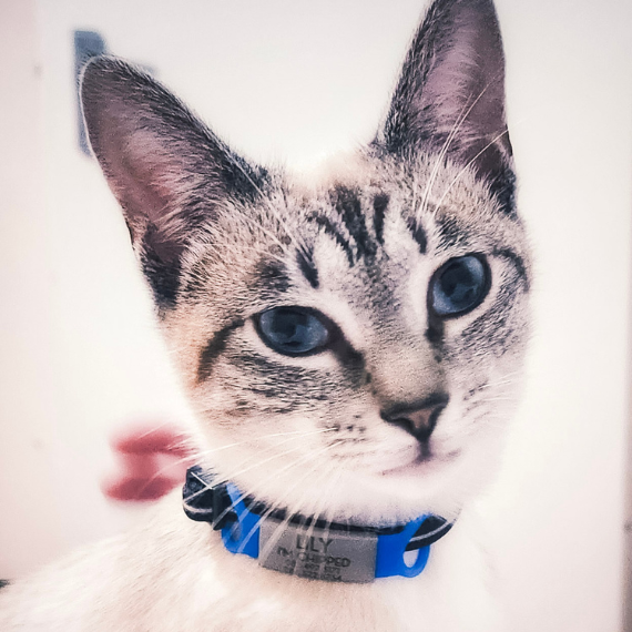 Best ID tags for cats LA FURMILIA