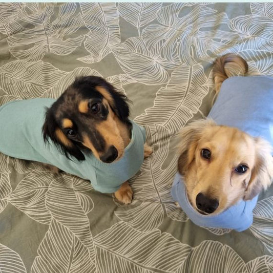 dachshund in long winter jersey