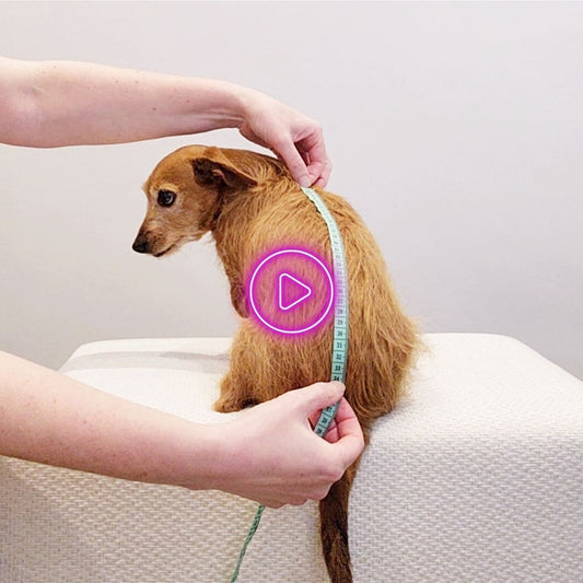 How to measure your pup for our accessories and apparel