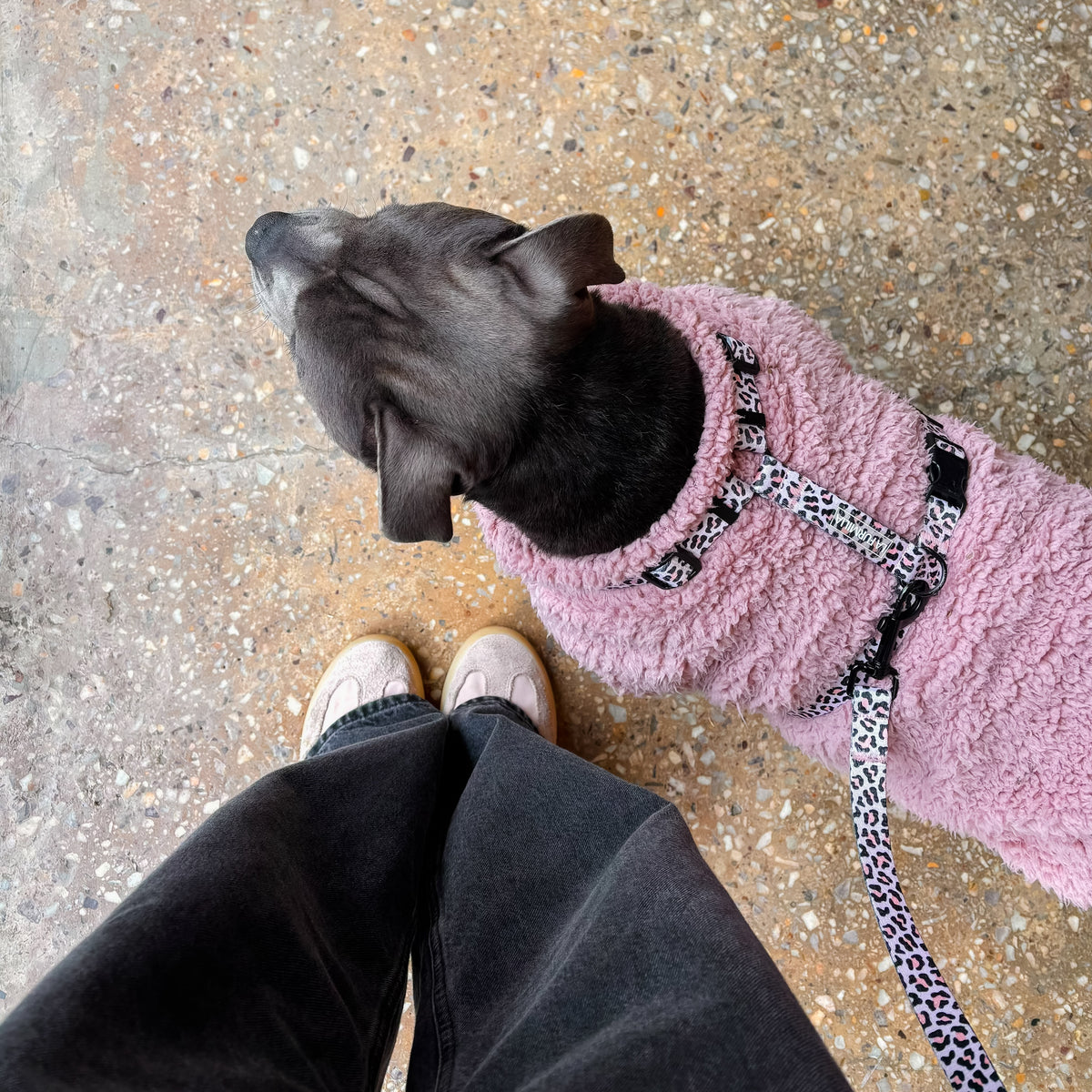 Dog harness ~ Wild One