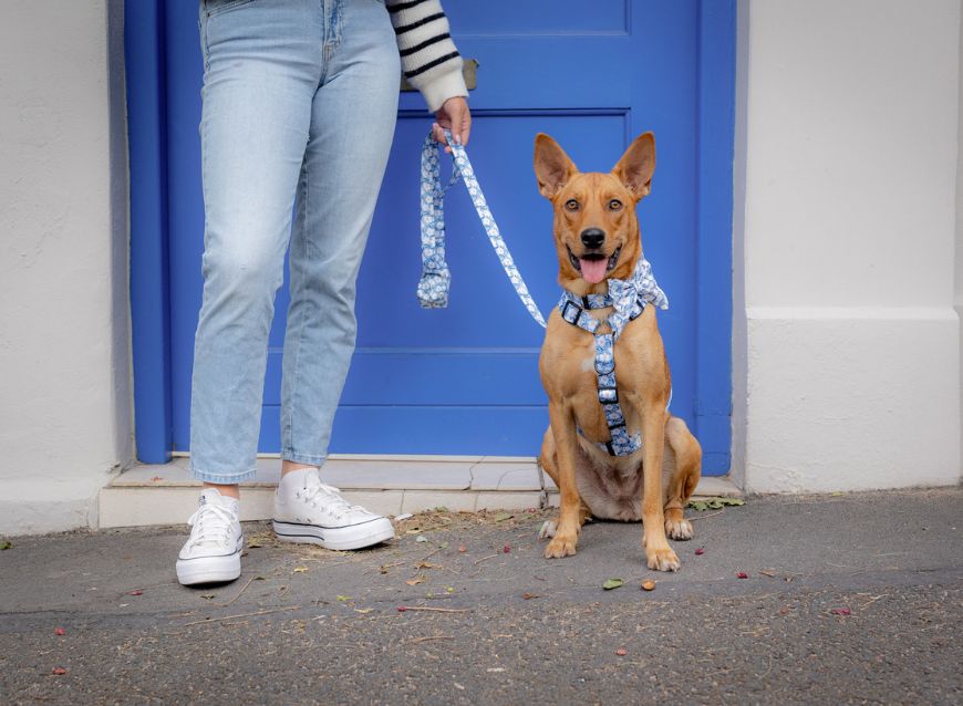 Dog collar and leash set in blue daisy design