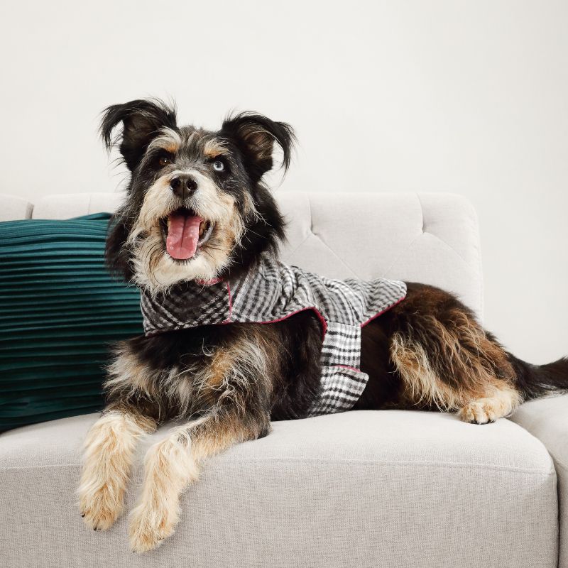 Furberry ~ dog jersey