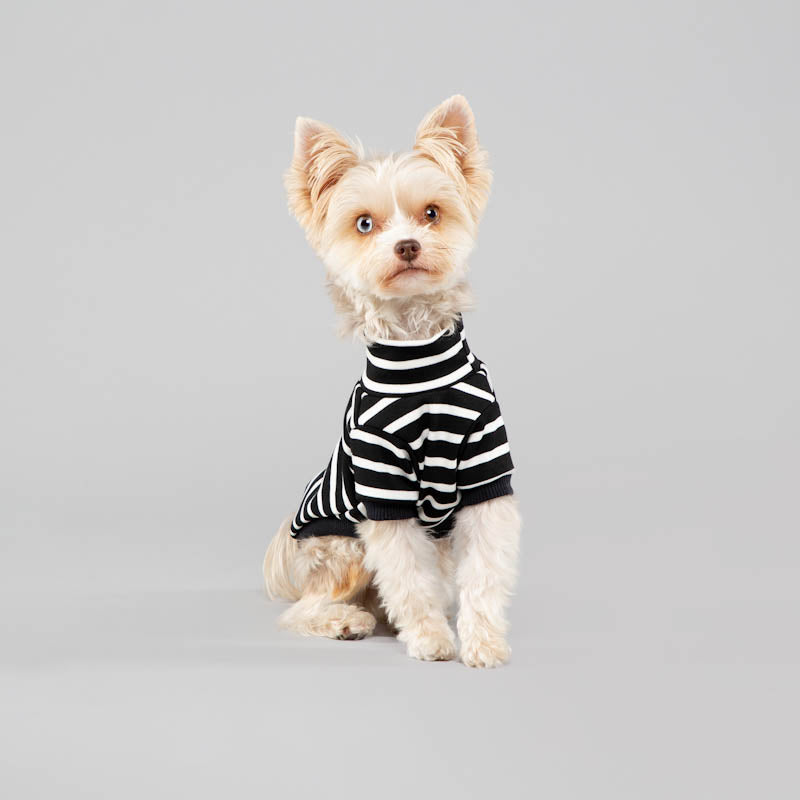 The Brittany stripe ~ dog jersey Black