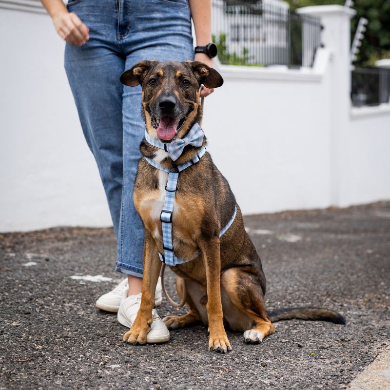 Blueberry Gingham ~ collar, lead and harness bundle