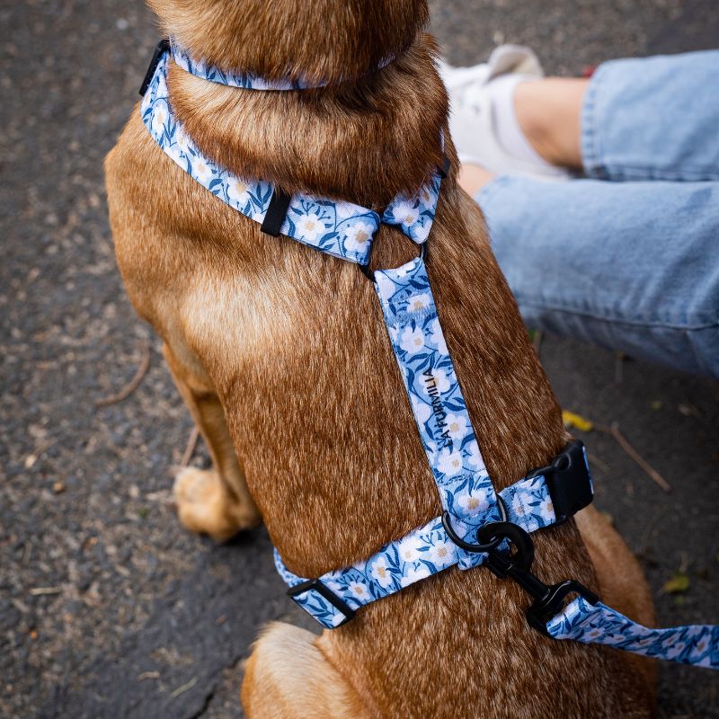 Dog harness ~ Oopsie Daisy