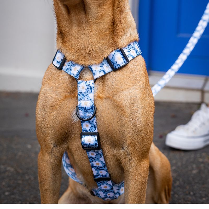 Dog harness ~ Oopsie Daisy