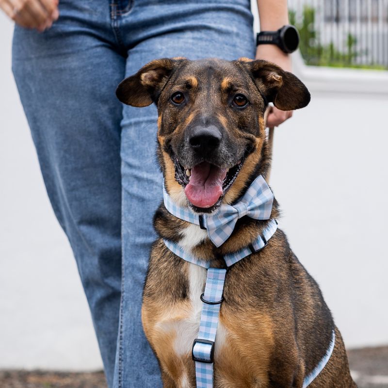 Blueberry Gingham ~ dog bow tie