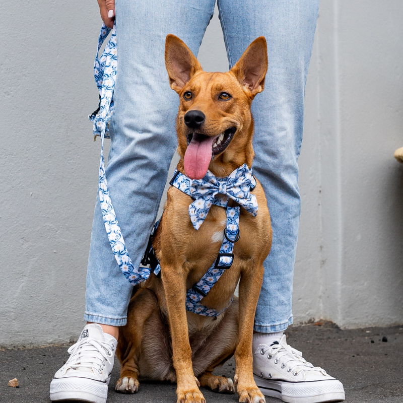 Oopsie Daisy ~ dog bow tie