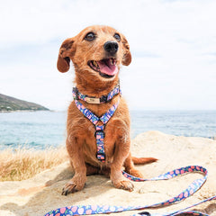 Eat, Drink and Be Berry ~ collar, lead and harness bundle