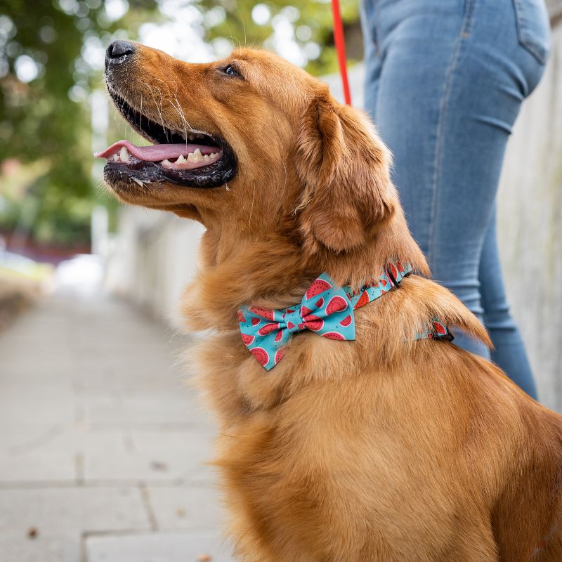 Melon-Dramatic ~ dog bow tie