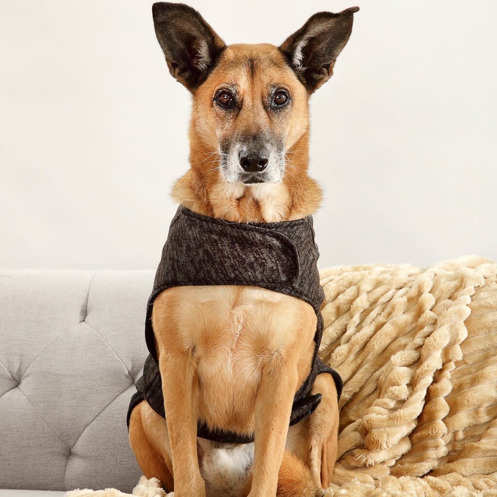 Chic, stylish winter dog jerseys for big Made in South