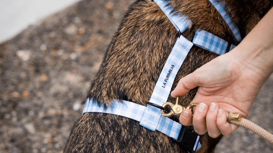 The Great Harness Debate: Strap vs Padded (and why the answer isn’t so simple)