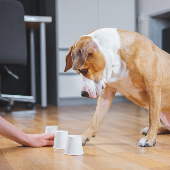 5 Fun and Easy DIY Puzzle Games for Your Dog