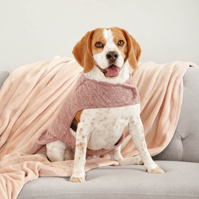 Three signs your dog is cold