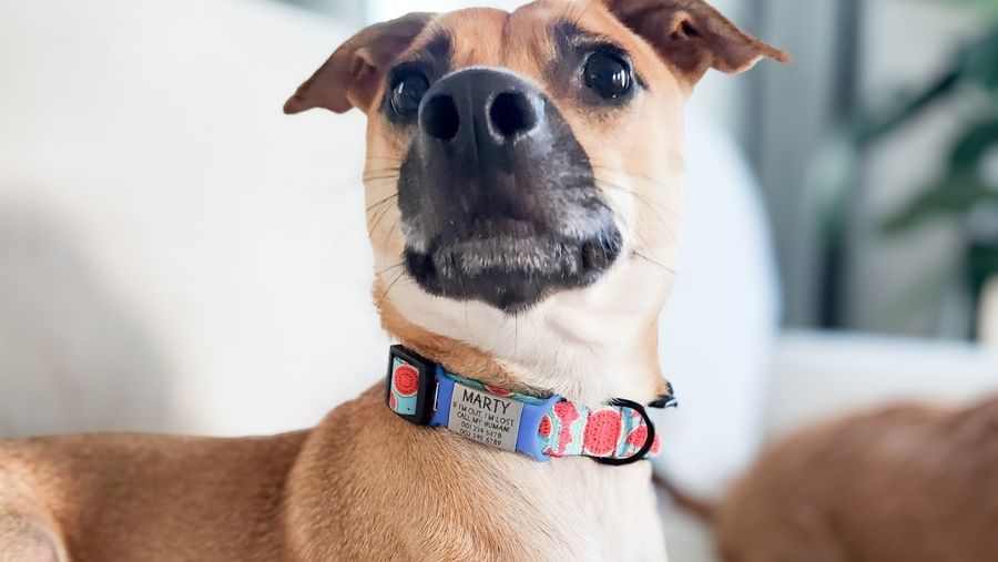 The case for pet name tags: A love letter to pets (and their humans)