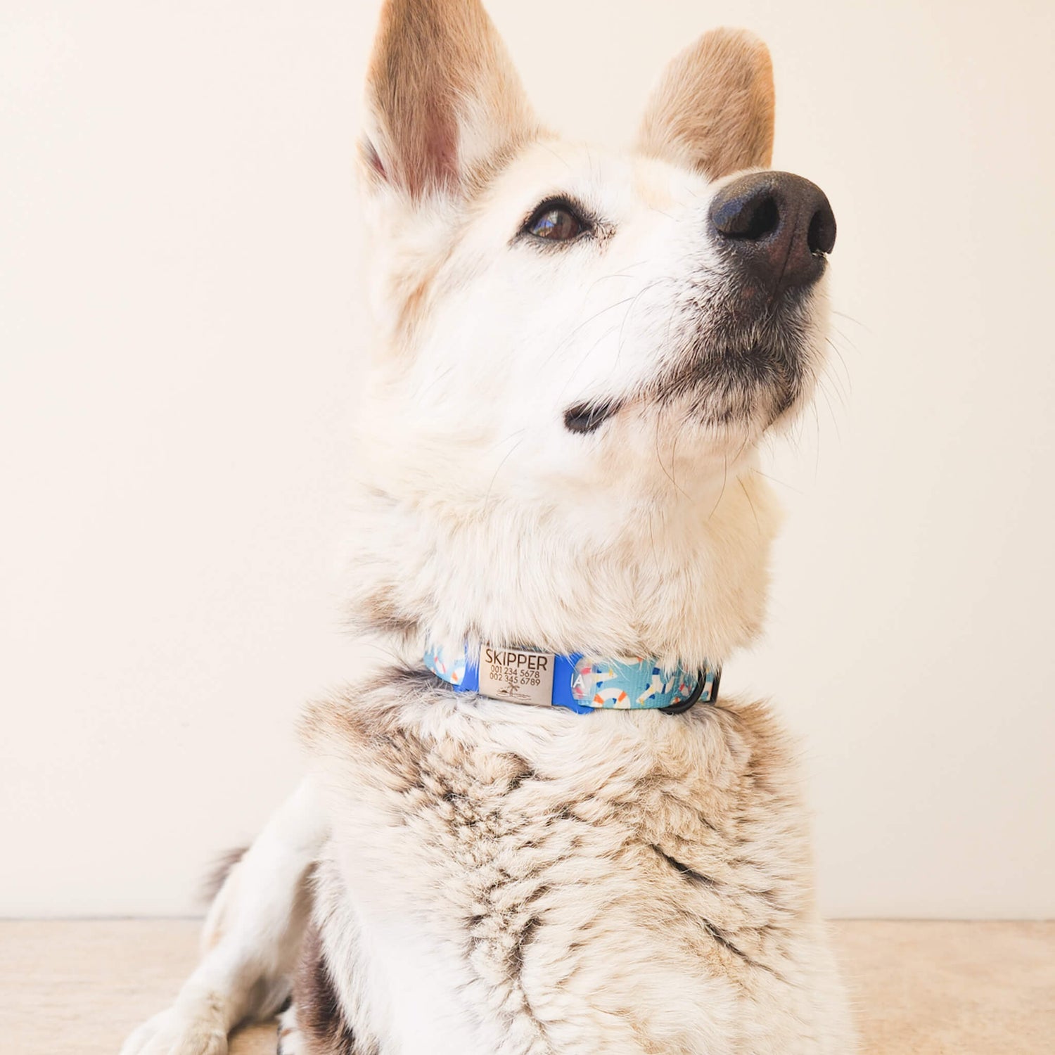 Pet ID Tag
