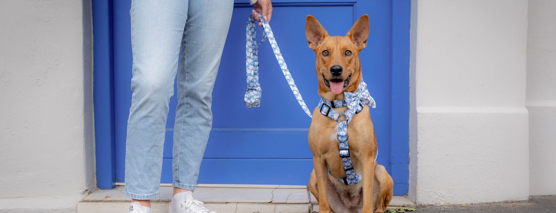 Dog collar and leash set in blue daisy design