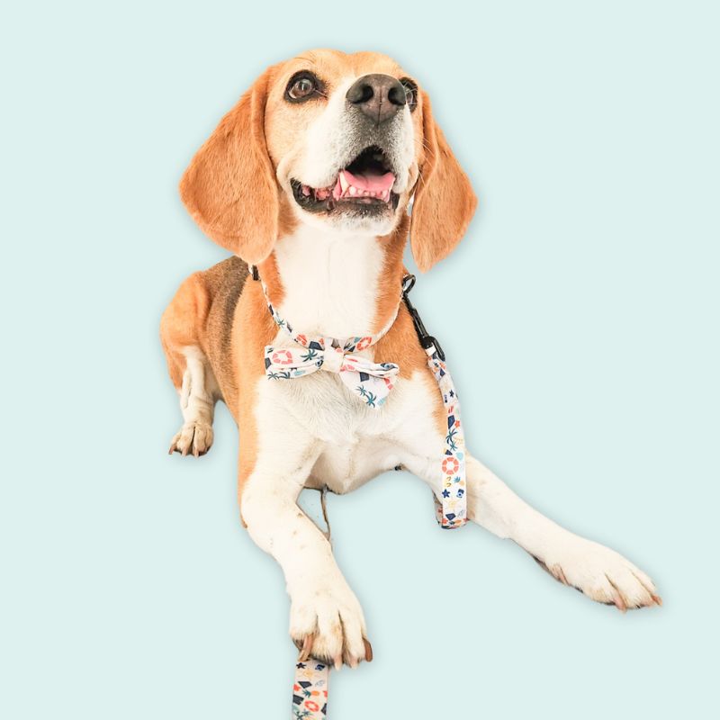 Beach Vibes Only ~ collar, lead and harness bundle