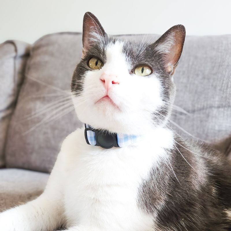Cat collar ~ Bluberry Gingham