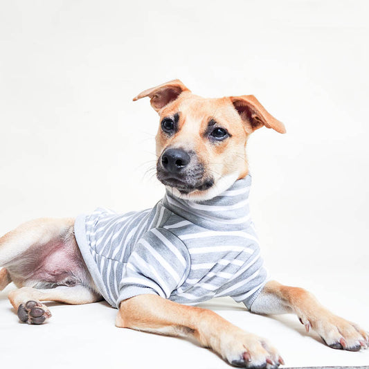 The Brittany stripe ~ dog jersey Gray