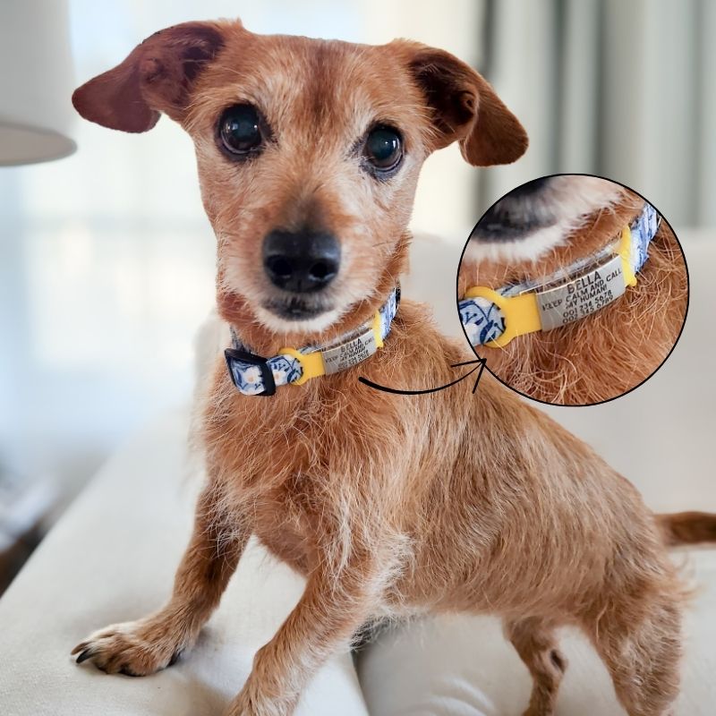 Silent slide-on pet ID tag (for dogs and cats)