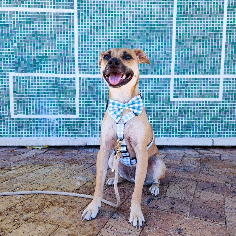 Dog collar ~ Blueberry Gingham