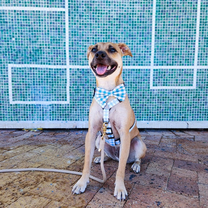 Dog collar ~ Blueberry Gingham