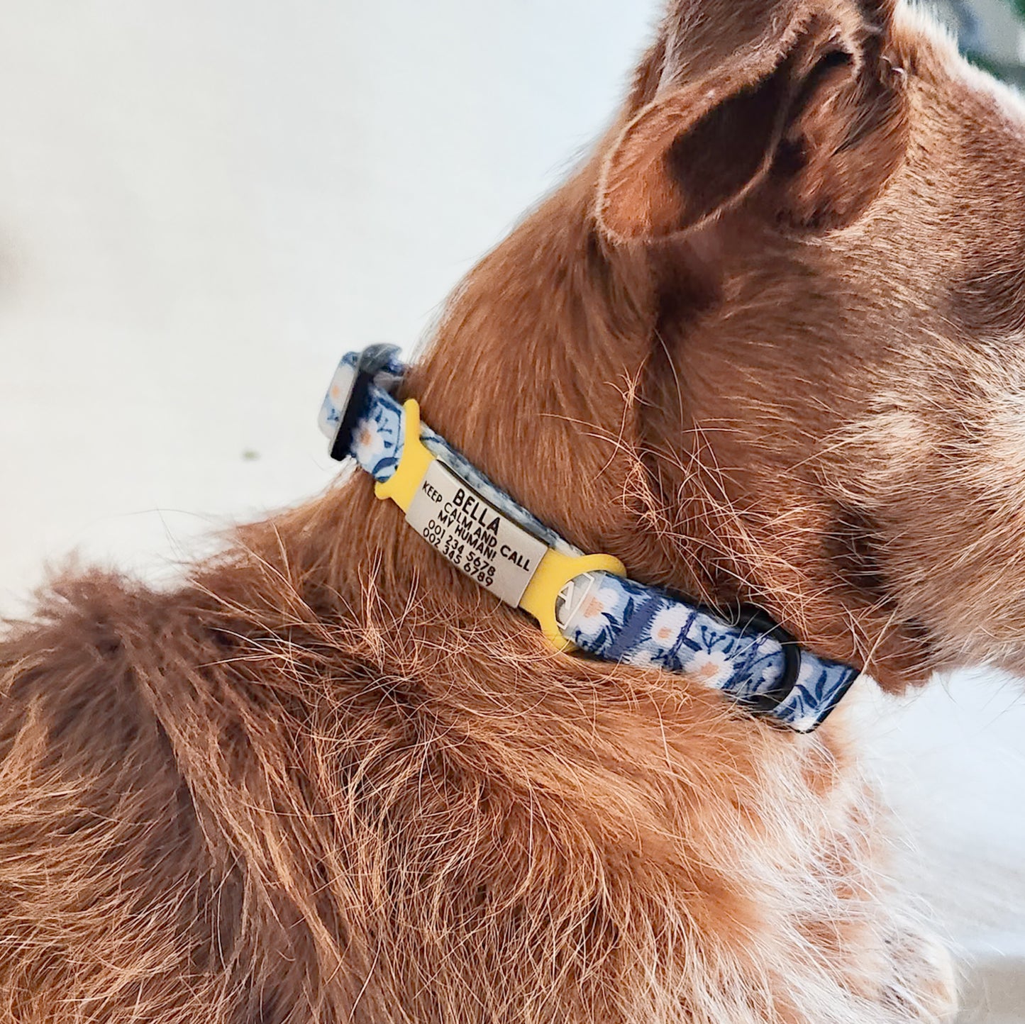 Silent slide-on pet ID tag (for dogs and cats)