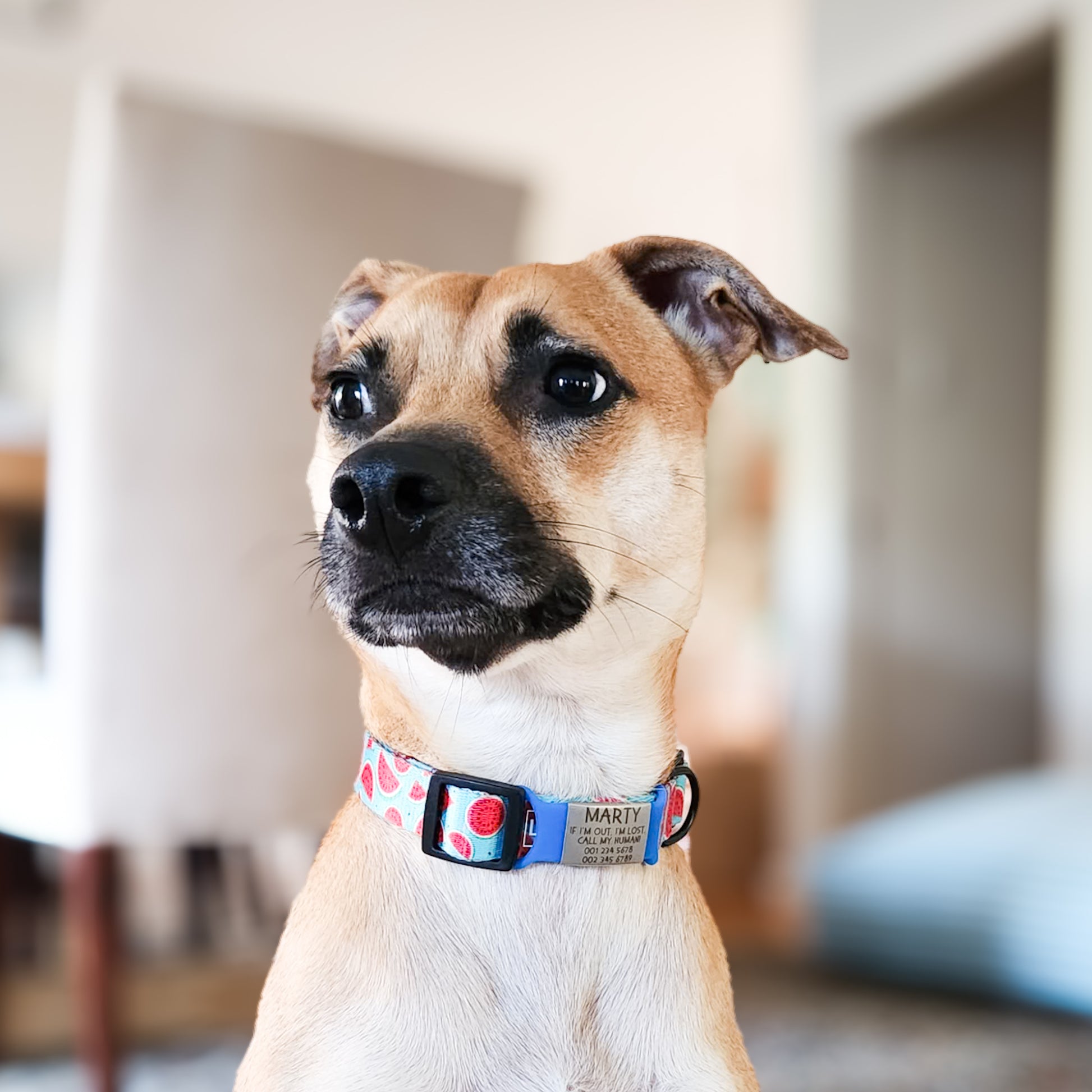 Silent slide-on pet ID tag (for dogs and cats)