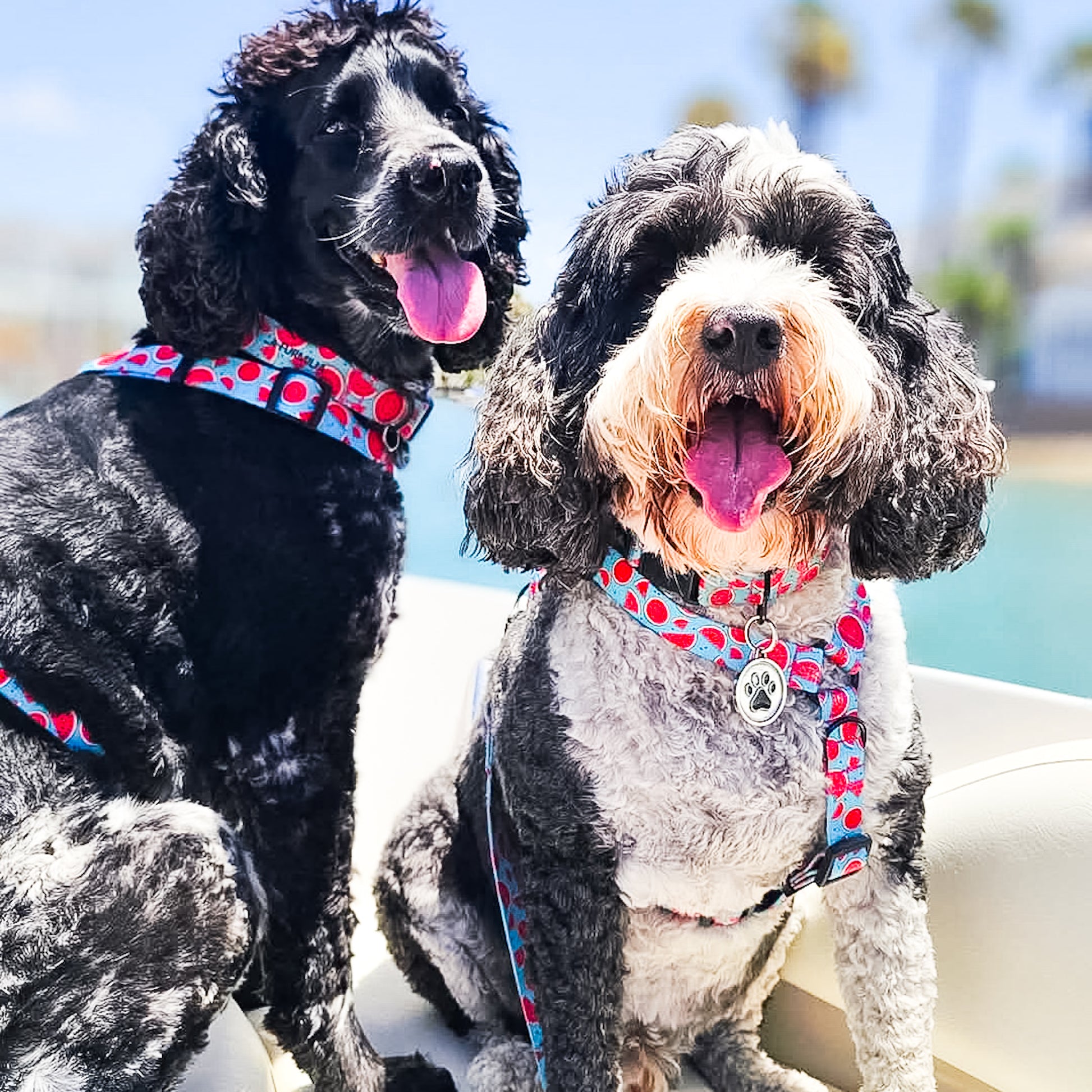 Dog harness ~ Melon-Dramatic