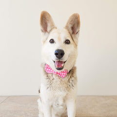 The Fuchsia is Pink ~ dog bow tie